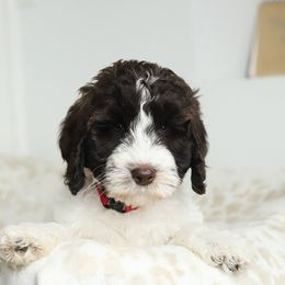 Red - Chocolate male Australian Labradoodle puppy in Williamstown, New York from Lewis Manor Labradoodles