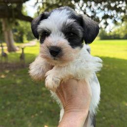 Trooper - Salt and pepper male Miniature Schnauzer puppy in Silver Creek, Mississippi from Mamie’s Minis, LLC