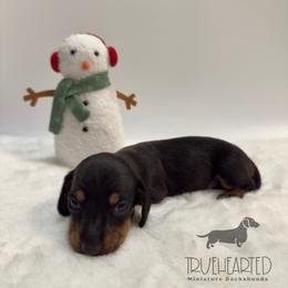 Olive - Black and tan female Dachshund puppy in Royse City, Texas from Truehearted Miniature Dachshunds