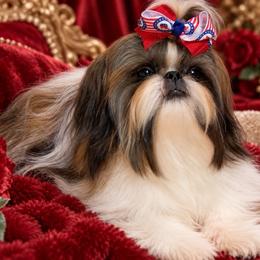 Winston - Shih Tzu