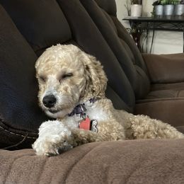 Cavapoos and Poodles from Cuddly Cavapoos Texas