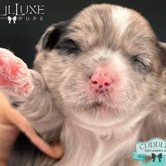 Morkie and Shorkie Puppies from Lil Luxe Pups