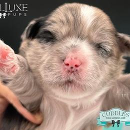 Morkie and Shorkie Puppies from Lil Luxe Pups