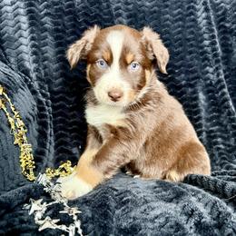 Gunner ASCA AKC - Red tri-color male Australian Shepherd puppy in Blomkest, Minnesota from Meljestic Farms