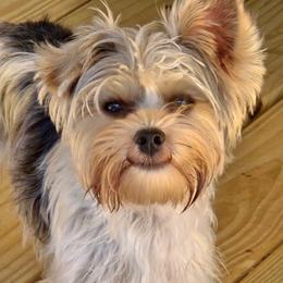 Bodie - Yorkshire Terrier