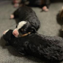 Male Third Pick - Black rust and white male Bernese Mountain Dog puppy in Montrose, Michigan from Royal Bernese Mountain Dogs LLC