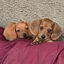 Brutus - Red male Dachshund puppy in Tucson, Arizona from Crowned Doxies