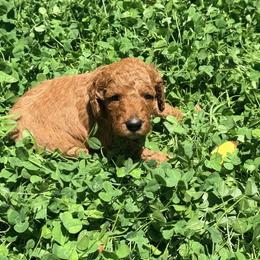 Teddy Jack - Red  male Poodle puppy in Bakersfield, California from Jewells Poodles