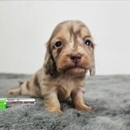 Chocolate and tan dapple male (green) - Dapple male Dachshund puppy in Belle Rive, Illinois from Akin's Miniature Dachshunds, LLC