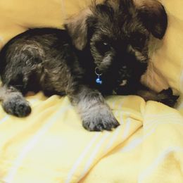 Miniature Schnauzer Puppies from Lamb's Little Loves