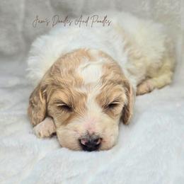 Chanel - Parti female Poodle puppy in Cleveland, Georgia from Jam's Doodles And Poodles