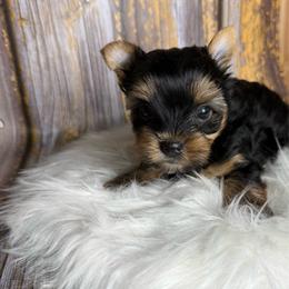 Zero - Black and tan male Yorkshire Terrier puppy in Tulsa, Oklahoma from Conns Cuddly Canines