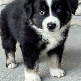 Jack - Black tri male Miniature Australian Shepherd puppy in Cunningham, Tennessee from Copper Creek Aussies