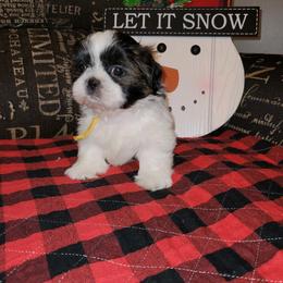 Girl 3 - Tricolor female Shih Tzu puppy in Wooster, Ohio from Mending Hearts Shih Tzu's