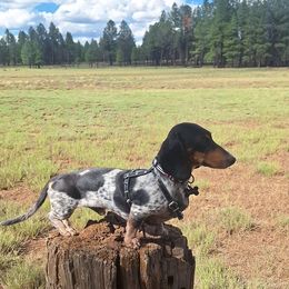 Marvin - Dachshund
