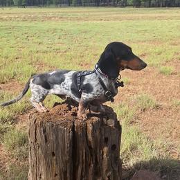 Marvin - Dachshund