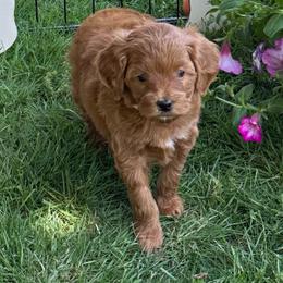 Girl 4 - Red  female Goldendoodle puppy in Jonesville, Michigan from Whispering Pines Doodles