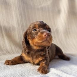 Penny (Chocolate and tan) - Chocolate and tan female Dachshund puppy in Excel, Alabama from CJ’s Little Palace