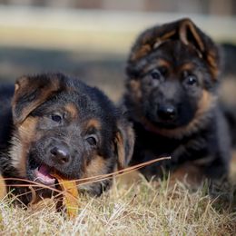 German Shepherds from Kirschstrase GSD