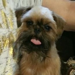 Brussels Griffons from Purple Moon Pups