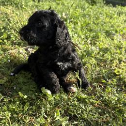 Golden Mountain Doodle Puppies from Turpin Ranch