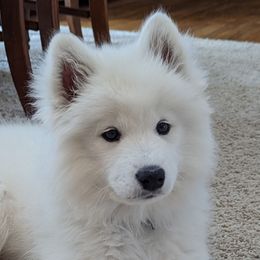 Samoyed Puppies from Carriage Court Kennels