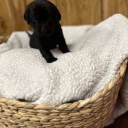 Labrador Retriever Puppies from Hunter’s Moon Retrievers