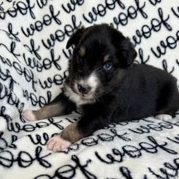 Simon - Black tri-color male Australian Shepherd puppy in Blomkest, Minnesota from Meljestic Farms