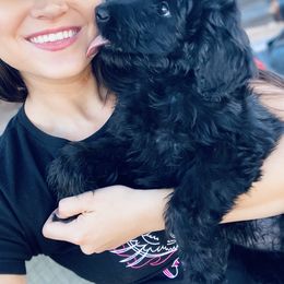 Goldendoodle Puppies from AZ Desert Doodles