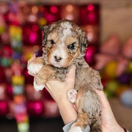 Black Widow - Blue merle female Bernedoodle puppy in Jackson, Missouri from Pincksten Family Doodles