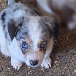 E36 - Blue female Companion Cross puppy in Fairview, South Dakota from Dakota Toy Aussies