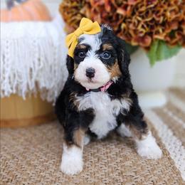 Autumn - Tri-color female Bernedoodle puppy in Russell Springs, Kentucky from 270 Doodles