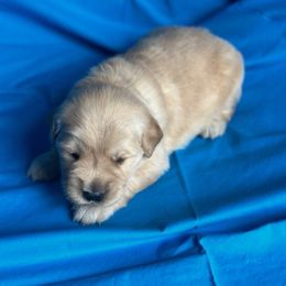 Golden Retriever Puppies from Chevaline Goldens
