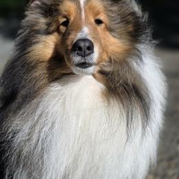 Fable - Shetland Sheepdog