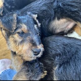 Airedale Terrier Puppies from Mystic’s Airedales