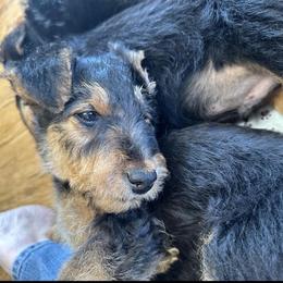 Airedale Terrier Puppies from Mystic’s Airedales