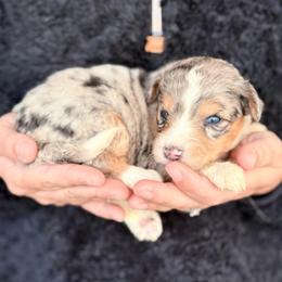 Willow - Blue merle female Aussiedoodle puppy in Eastman, Georgia from Dood B Ranch
