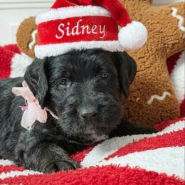 Sidney - Black female Labradoodle puppy in Beecher, Illinois from Erica’s Doodles