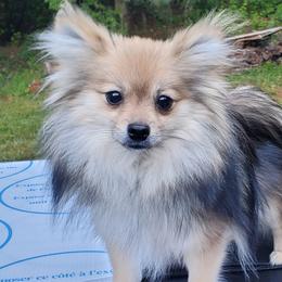 Ceecee - Pomeranian