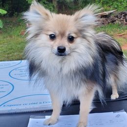Ceecee - Pomeranian