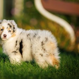 Australian Shepherd Puppies from Silverchip Aussies