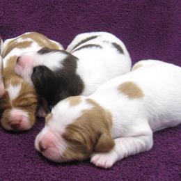 Brittany Puppies from Triumphant Kennels