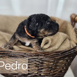 Pedro - Black male Saint Berdoodle puppy in Battle Ground, Washington from Mad Hatter Farms Saint Berdoodles