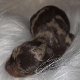 Dachshund puppies from Spruce Valley Miniature Dachshunds & Boston Terriers