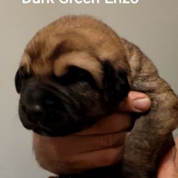 Enzo - Wolfgray male Spanish Mastiff puppy in Prosperity, Pennsylvania from Prosperity Guardians