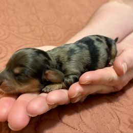Rosie (already sold) - Dapple female Dachshund puppy in Covington, Louisiana from 6K Kennels