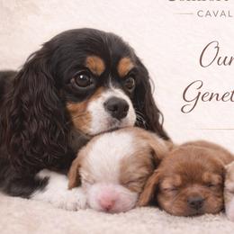 Cavalier King Charles Spaniels from Comfort Royalty Cavaliers