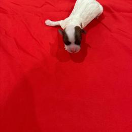 Girl 3 - Tri-color female Coton de Tulear puppy in Pflugerville, Texas from Beethoven’s Cotons