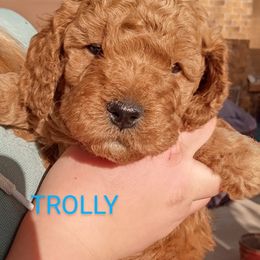 Goldendoodle Puppies from Maggie's Mini Goldendoodles