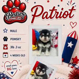 Patriot - Black and white male Pomsky puppy in Spring Hill, Florida from Besties Paw Life
